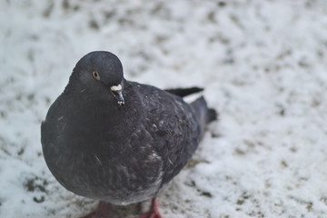 Dove standing in the snow