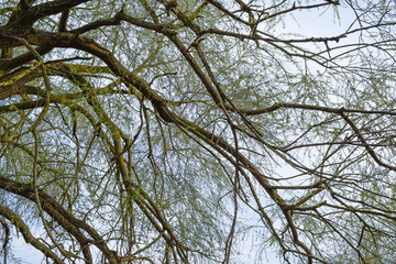 Background the branches of trees