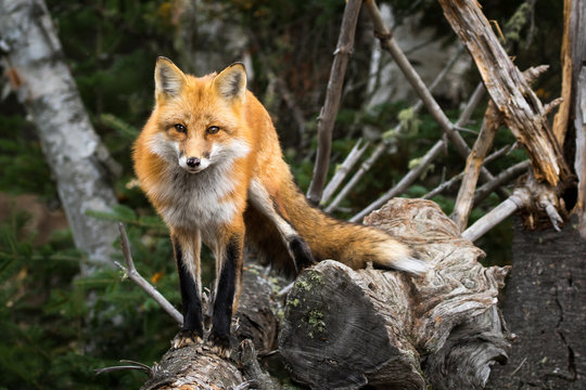Red Fox - Vulpes vulpes, walking along a fallen tree, making eye contact.