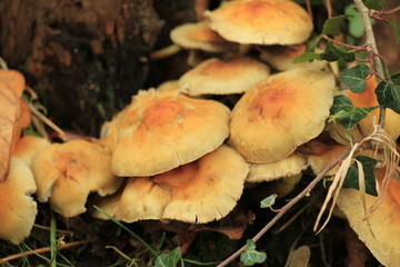 Mushrooms in a fall forrest