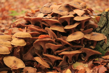 Fototapeta premium Mushrooms in a fall forrest