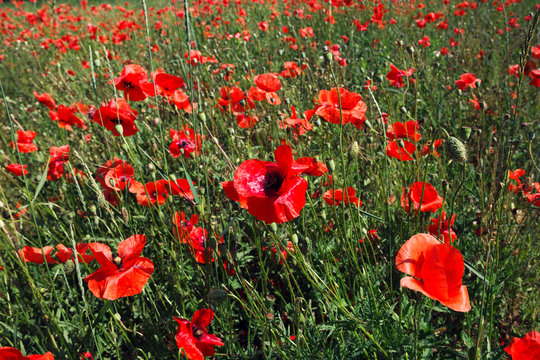 Field of red poppies