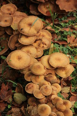 Mushrooms in a fall forest