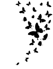 Obraz na płótnie Canvas black butterflies,isolated on a white