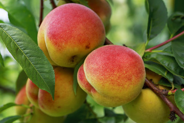 ripe peach on the branch