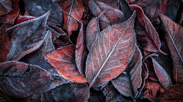Autumn leaves covered with frost - background