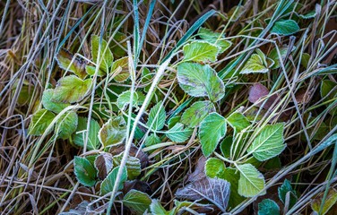 Plants with white rime