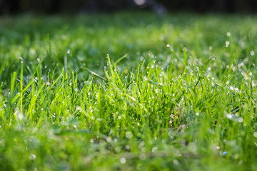 drops of dew on a fresh green grass