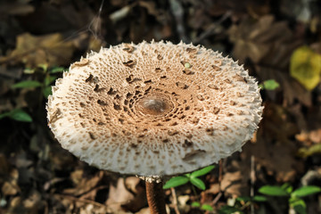 Pileus on the background of grass