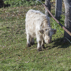 Fototapeta premium a young highland cattle
