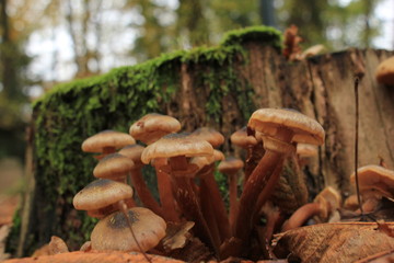Mushrooms in a fall forest