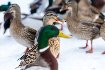 ducks gathering on snow to get fed with bread in winter