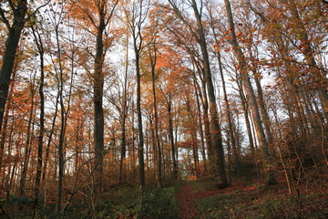 Fototapeta premium Herbst Landschaft im Wald
