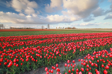 red tulip field in spring