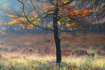 yellow autumn tree in sunlight
