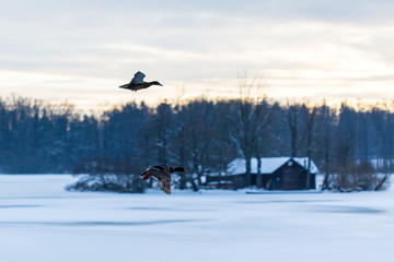 Fototapeta premium ducks flying over hut covered in snow on frozen lake