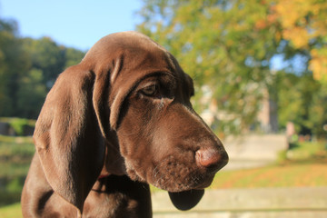 German Shorthaired Pointer Puppy