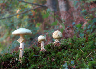 mushrooms in the nature