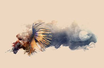 Siamese fighting fish and color ink drop as background,like the heaven.