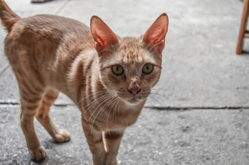 Cat in Cuba