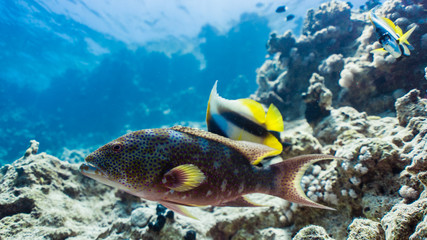 grouper portrait