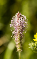 Ribwort plantain, Narrowleaf plantain (Plantago lanceolata) in blossom and a little bug