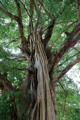 Fototapeta premium Baobab. Togo.