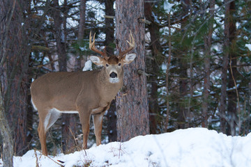 White-tailed deer buck in the forest on a winter day in Ottawa, Canada