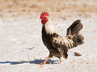 Brown speckled bantam rooster waking in snow on a sunny winter day