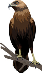 Fototapeta premium vector eagle illustration