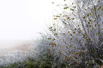 Hazel bushes with last autumn leaves and rime on the bare branches, foggy gry background