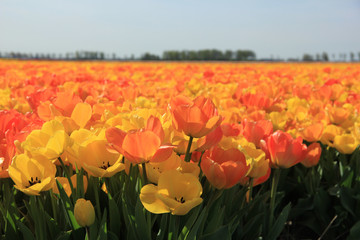 Yellow and orange tulips
