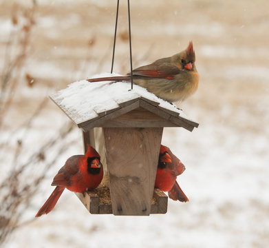 Female Northern Cardinal sitting on top of a bird feeder in snowfall, with two males below her eating seeds