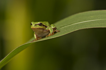green frog on top of a green corn leaf