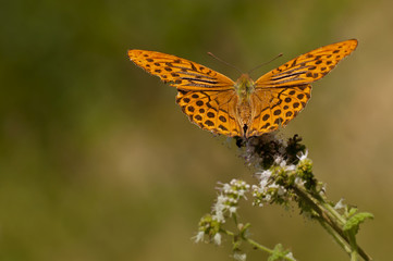 orange butterfly heating on top of white flowers