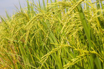 Rice farm with paddy.