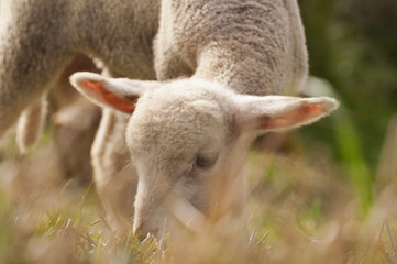Naklejka na ściany i meble lamb feeding on fresh herbs