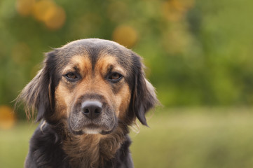 black dog portrait