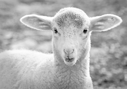 portrait of a lamb at farm
