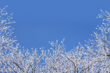 Winter background with a frame of snow covered bare branches against a blue sky for christmas or new year