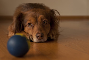 portrait of a brown dog with a blue ball
