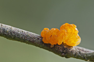orange mushroom on a tree branch