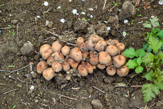 False mushrooms on the ground. The growth of fungi on moist soil.