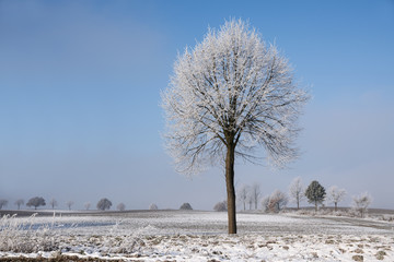 Single bare tree with hoar frost and snow on the branches on a wide white field