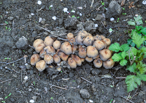 False mushrooms on the ground. The growth of fungi on moist soil.