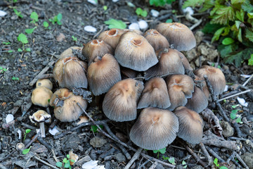 False mushrooms on the ground. The growth of fungi on moist soil.