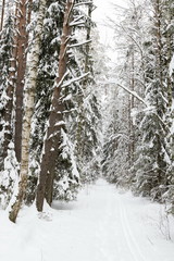 Winter forest, the trees covered with snow in the winter wood