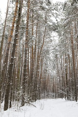 Winter forest, the trees covered with snow in the winter wood