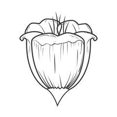 beautiful flower decoration card vector illustration design