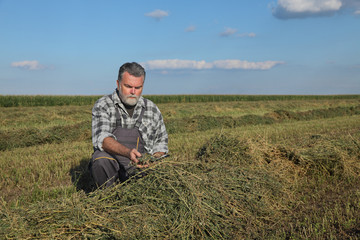 Naklejka na ściany i meble Farmer or agronomist examine clover field after harvest